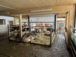 06_Liegeboxen_Laufgang