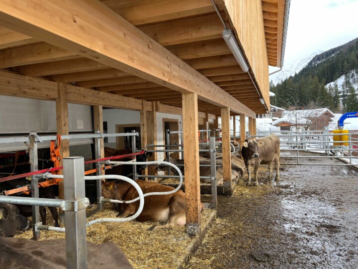Aussenliegeboxen mit Laufhof