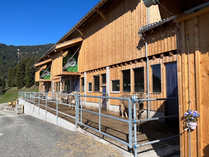 aufhof Kühe, Rinder und Jährlinge auf Betonflächenrosten über Jauchegrube