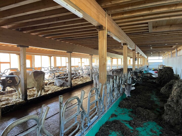 Futtertisch mit Fressgitter für behornte Tiere