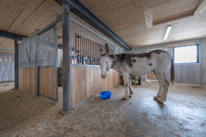 Esel im Stall